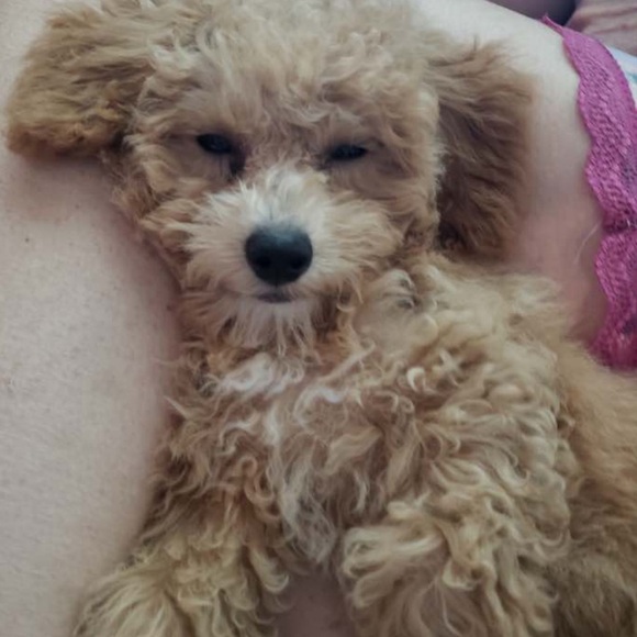 Meet your Posher, Wanda - Picture 10 of 10